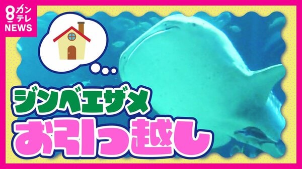 ジンベエザメの「お引っ越し」高知から大阪・海遊館へ 先代ジンベエ「海くん」は“生態解明”の使命を背負い太平洋へ放流｜FNNプライムオンライン