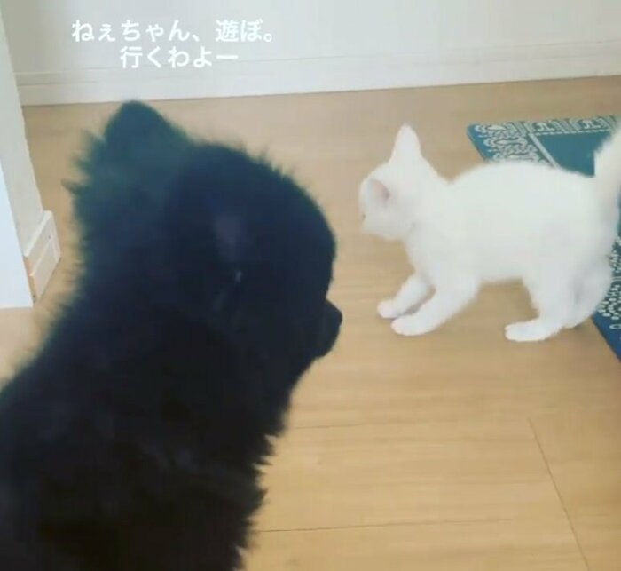 保護6日目のアルテミスくん