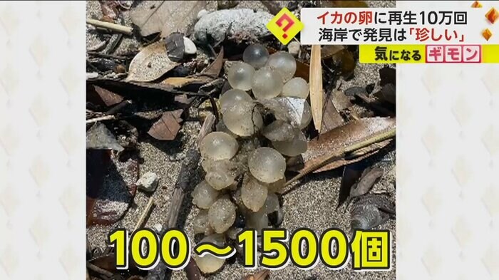 (視聴者撮影)