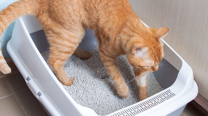 尿が出にくくなり、腎臓の負担に(画像はイメージ)