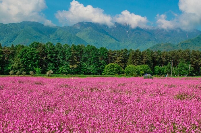南箕輪村はピンクのフクロナデシコが有名　資料画像