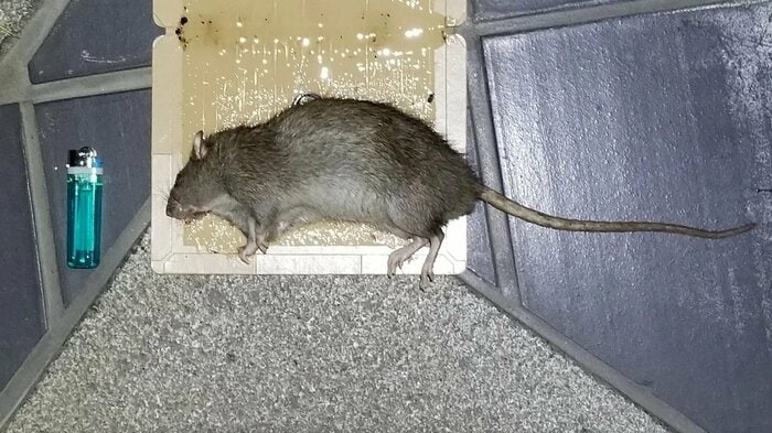 捕獲した巨大ネズミ（筆者撮影）