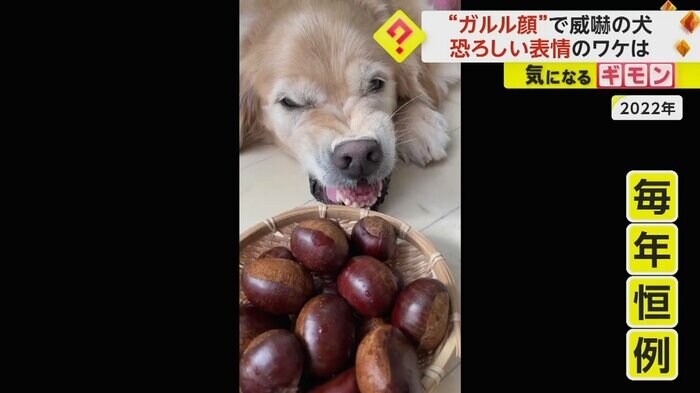 (Lucy&Robin GRさん)