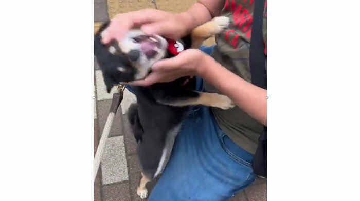ちびパパさんになでなでされるごまちゃん