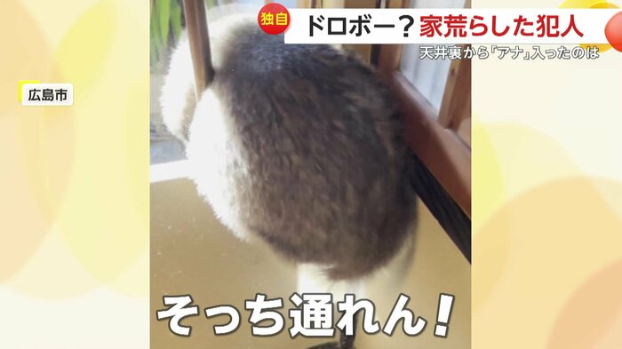 「穴」に挟まるアナグマ(視聴者撮影)