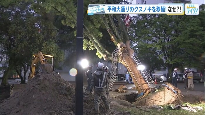 自転車道の整備が進む平和大通りで“支障”となっていた1本