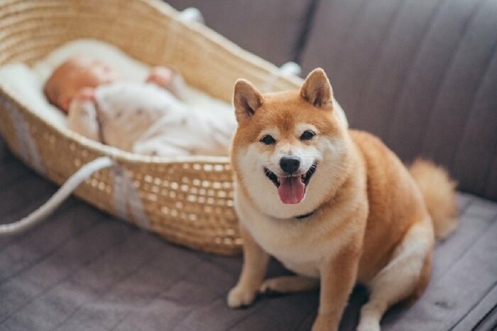 “兄”柴犬の八朔くん