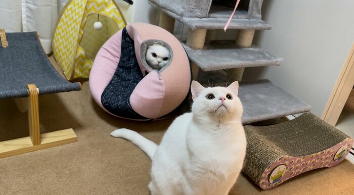 弟のしらたまくん(手前)をにらみつける姉の月ちゃん(奥)
