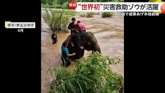 中州から観光客を助け出すゾウ