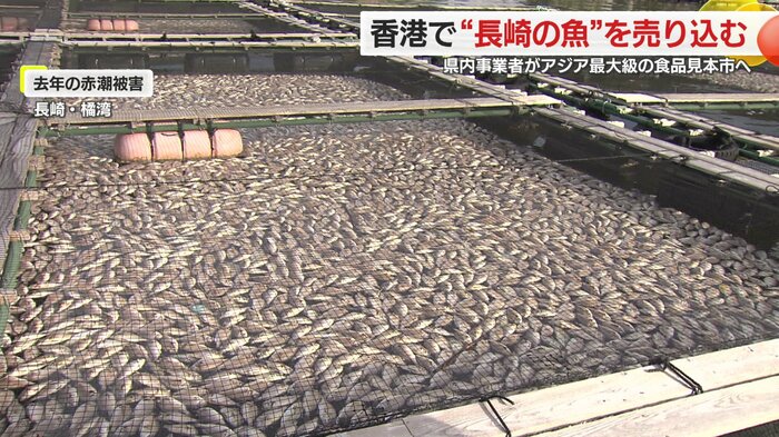 赤潮の被害が続く