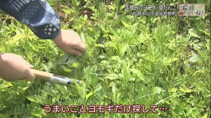 ヨモギだけ刈り取るのもプロの技