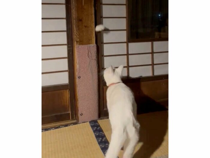 手招きに引き寄せられた福夫くん(提供:いのうえもんぺさん)