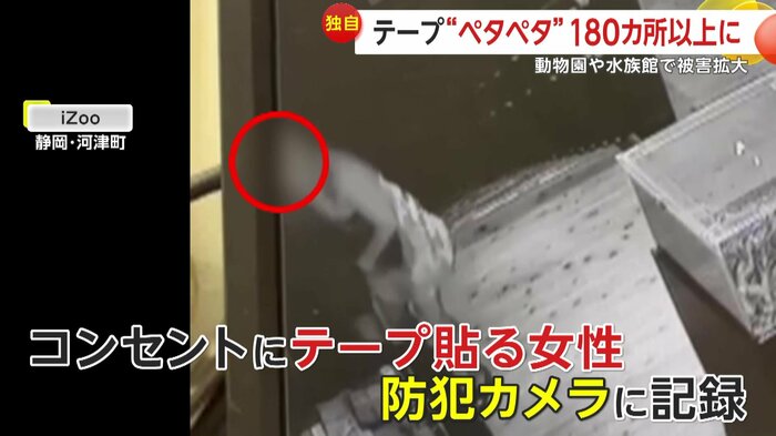 カメラにとらえられた女性の姿(映像提供:体感型動物園iZoo)