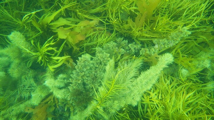 緑色の突起はカモフラージュの効果もあると思われる(画像はイメージ)