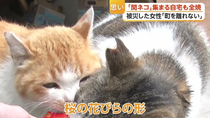 手術済みの猫の耳は“桜の花びらの形”に