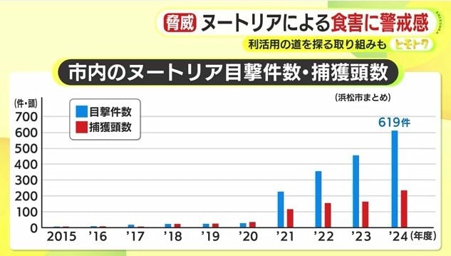 浜松市内の目撃件数と捕獲頭数