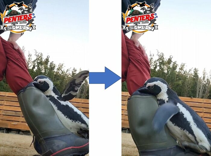 実は怒っていて、長靴をかみ、翼でバシバシ叩いている!