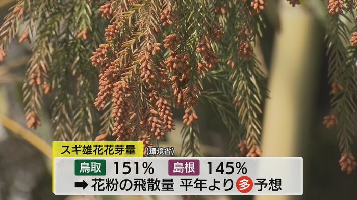 今シーズンの花粉飛散量予想