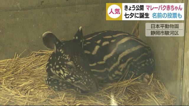 マレーバク赤ちゃん 七夕の日生まれ…名前投票を実施中 日本平動物園
