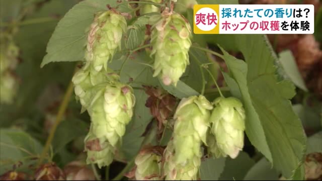 採れたてはおとなの香り 小学生がホップの収穫を体験 秋田・横手市