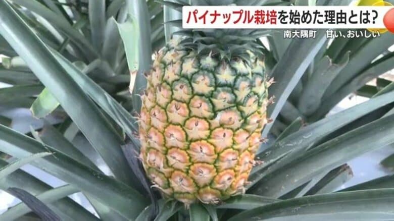 「おいしい！今まで食べていたのと全然違う！」元警察官の夫婦が東京から鹿児島に移住して始めたパイナップル栽培「初めて食べたあの感動を多くの人に」｜FNNプライムオンライン