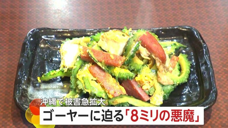 【心配】ゴーヤーに迫る「8ミリの悪魔」沖縄全土で外来害虫が急拡大…ゴーヤーの県外搬出制限に沖縄料理店が悲鳴｜FNNプライムオンライン