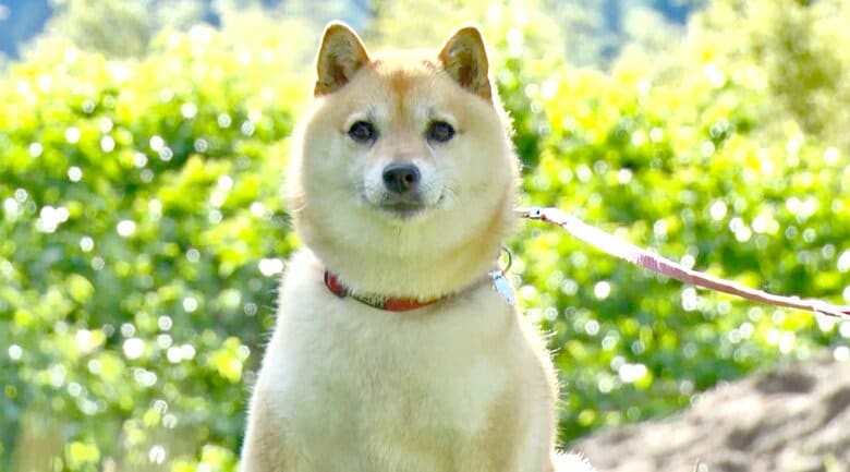 「柴犬」のルーツは長野にも！？「威厳があった」小布施町で飼われていた『中（なか）』　戦中・戦後の絶滅危機を救う　ちなみに4月8日は「柴（しば）の日」｜FNNプライムオンライン