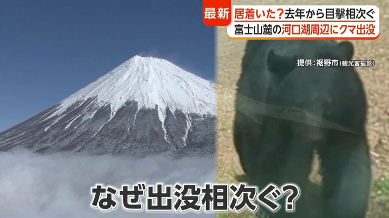 山開きの富士山麓でクマ出没相次ぐ　観光地・河口瑚は不安の声　“絶滅の恐れ”に専門家「生息域が拡大」登山時も注意｜FNNプライムオンライン