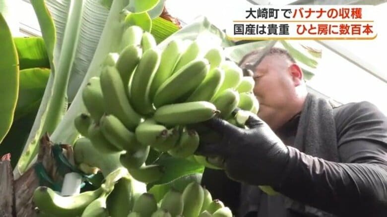 【1房395本】国産バナナが鹿児島で大豊作 1キロ2000円でネット販売へ 大崎町の新特産品に|FNNプライムオンライン