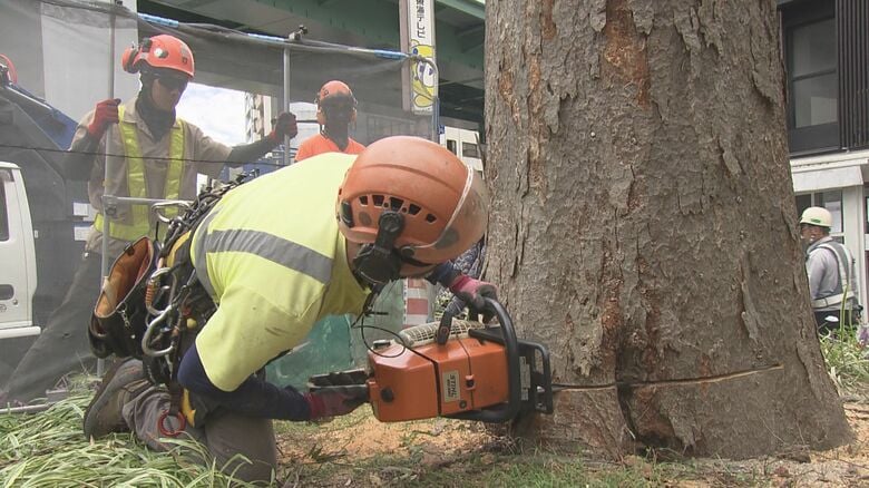 木の中心に向かって腐朽進む…名古屋市東区に植えられていた樹齢70年程のケヤキを伐採 キノコの影響で倒木リスク｜FNNプライムオンライン