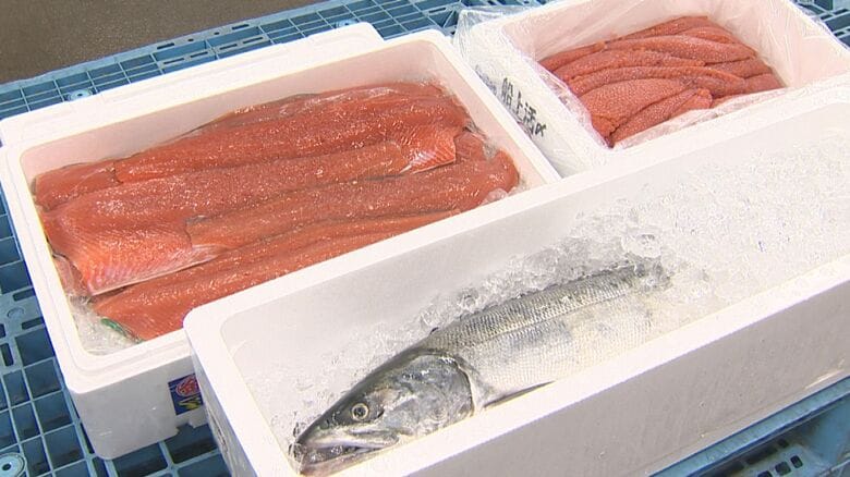 不漁続いた“秋サケ” 今年は豊漁スタート！水揚げ量は“去年の2倍”に「手に取りやすい価格で提供を」新潟｜FNNプライムオンライン