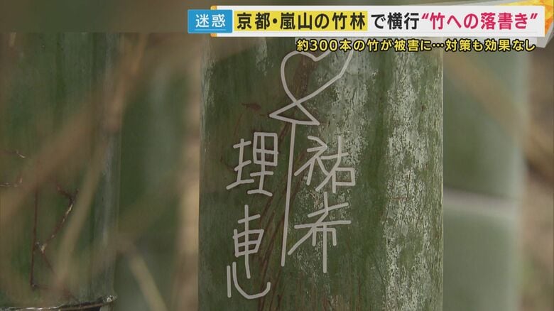 嵐山の絶景竹林で相次ぐ「落書き」　「7～8年前から」始まり350本以上が被害　いずれは人に被害を及ぼす可能性も｜FNNプライムオンライン
