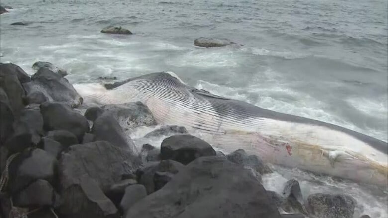 【速報】鳥取県湯梨浜町の海岸にクジラ漂着　体長１０～１５メートル　｜FNNプライムオンライン