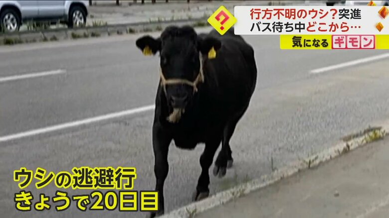 (FNN投稿サイト「ビデオPost」)
