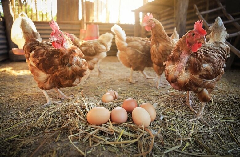 (イメージ)鶏の耳たぶの色が卵の色!?