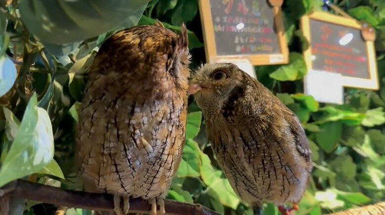 ナツくんは肉をクルミちゃん（左）へプレゼント