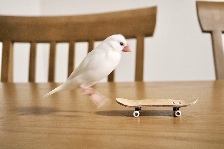 勢いよく飛び乗る