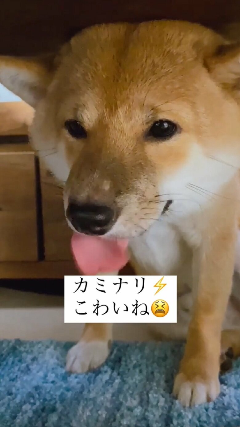 舌をペロリと出して
