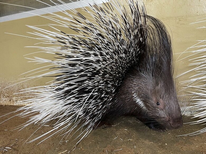 アフリカタテガミヤマアラシ（提供：東武動物公園）