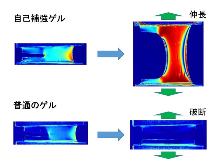 偏光カメラで撮影した「自己補強ゲル」と「普通のゲル」（提供：東京大学物性研究所・真弓皓一准教授）