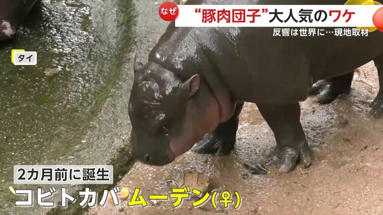 てくてくと歩く、コビトカバのムーデン