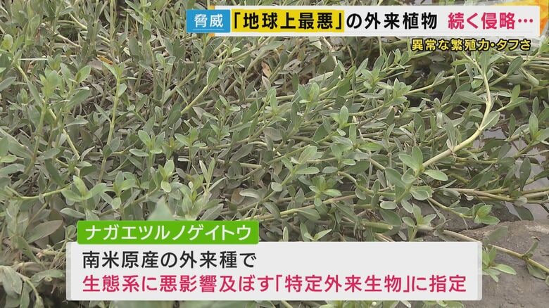 ナガエツルノゲイトウ