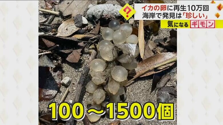 （視聴者撮影）