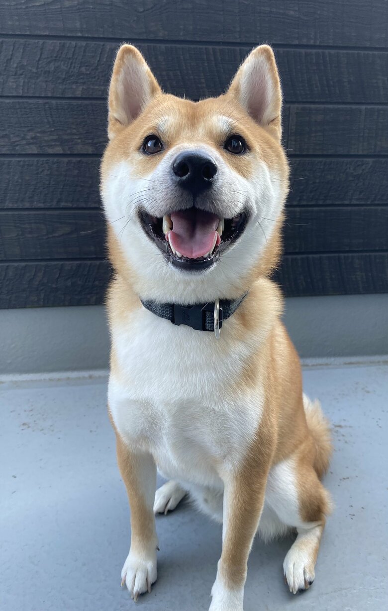 提供：柴犬 雷吾さん