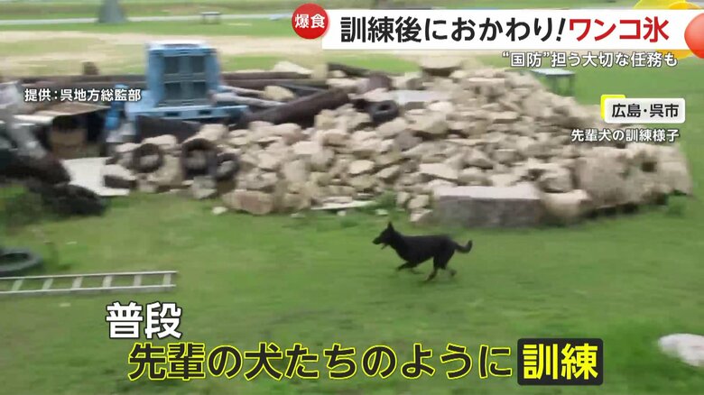 訓練で走り回るため、その直後は体温が上がった状態になるもみじちゃん