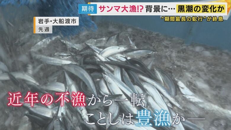 サンマが豊漁に