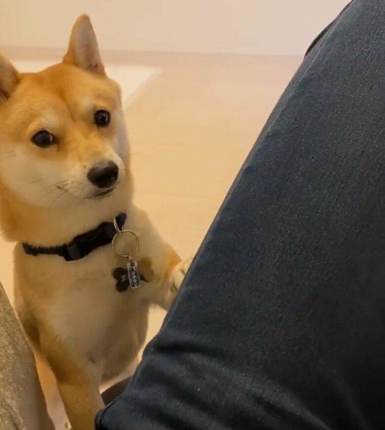 散歩に行きたいまめ助くん