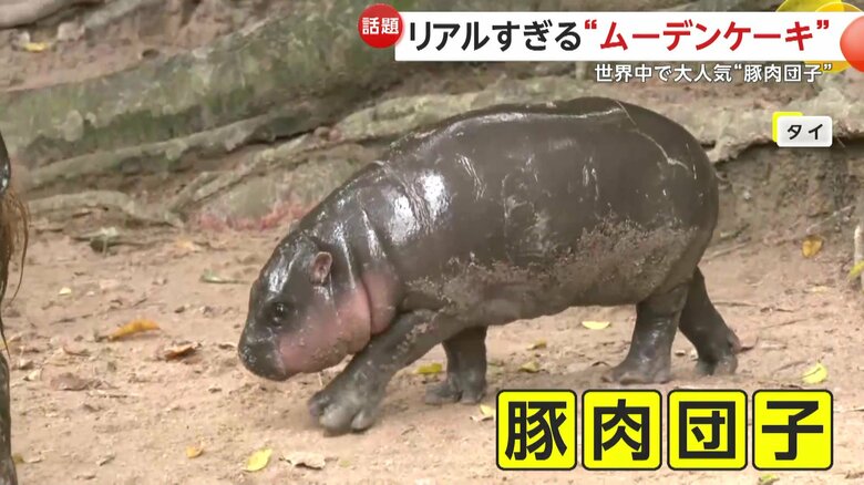 “豚肉団子”というストレートすぎる愛称を持つ人気者