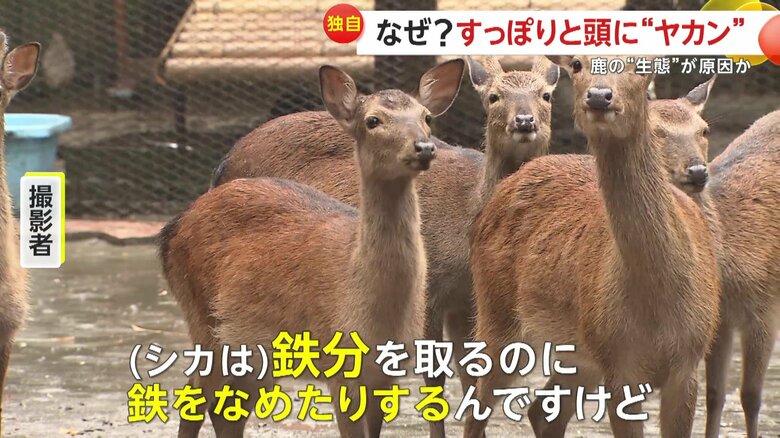 鹿は鉄分をとるのに鉄をなめたりするという（映像提供：川魚漁師ときどき海）