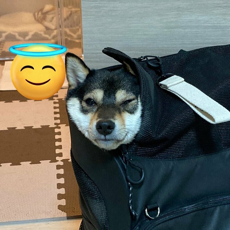 顔が少し潰れてしまっている…